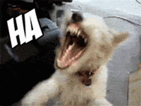 laughing dog gif